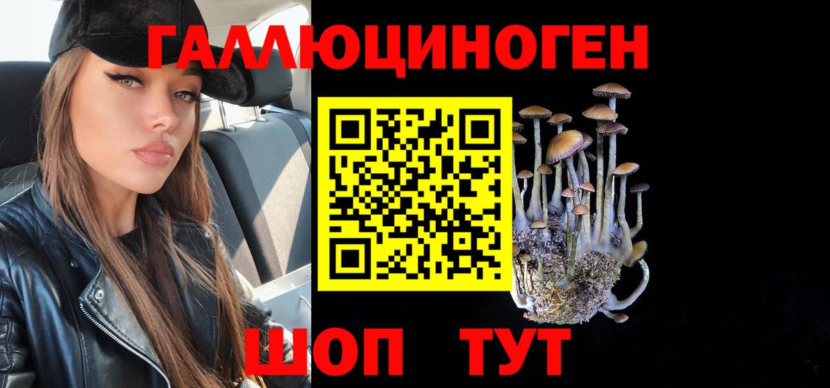 Псилоцибиновые грибы Psilocybe Лесозаводск